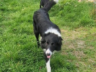 Australian Kelpie/ Collie pups in Cork