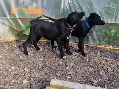 Australian Kelpie/ Collie pups in Cork