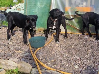 Australian Kelpie/ Collie pups in Cork