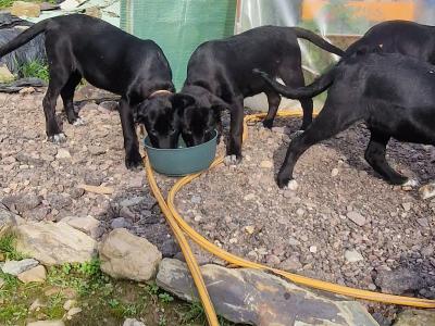 Australian Kelpie/ Collie pups in Cork