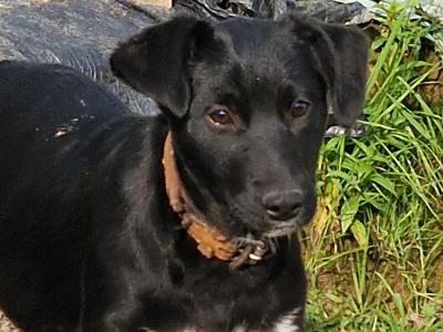 Australian Kelpie/ Collie pups in Cork