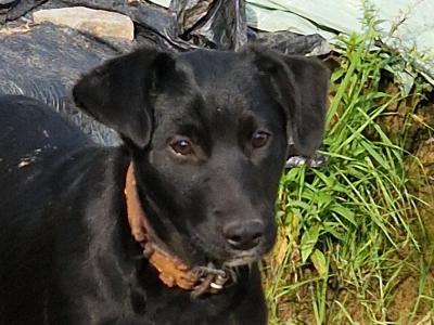 Australian Kelpie x Border Collie puppies in Cork