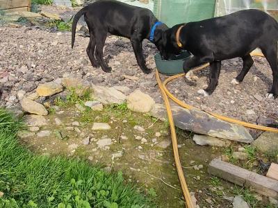 Australian Kelpie/ Collie pups in Cork