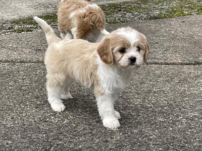 Beautiful Cavachon puppies in Longford