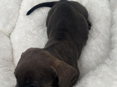 Female Dachshund x Jack Russell puppy in Galway