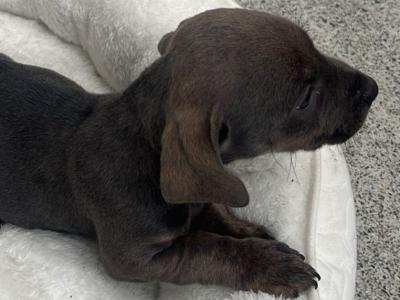 Female Dachshund x Jack Russell puppy in Galway