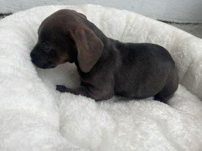 Female Dachshund x Jack Russell puppy in Galway
