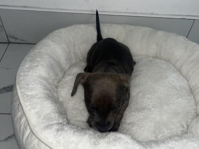 Female Dachshund x Jack Russell puppy in Galway
