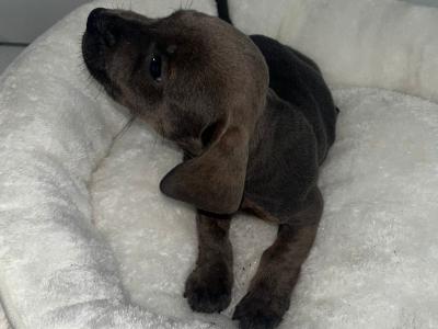 Female Dachshund x Jack Russell puppy in Galway