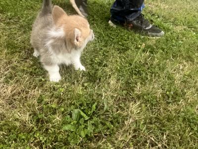 Welsh Corgi Pembroke puppies in Cork