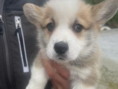 Welsh Corgi Pembroke puppies in Cork