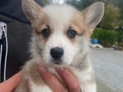 Welsh Corgi Pembroke puppies in Cork