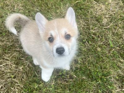 Welsh Corgi Pembroke puppies in Cork