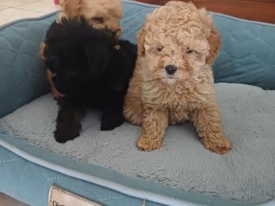 Toy Poodle puppies in Sligo