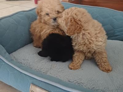 Toy Poodle puppies in Sligo