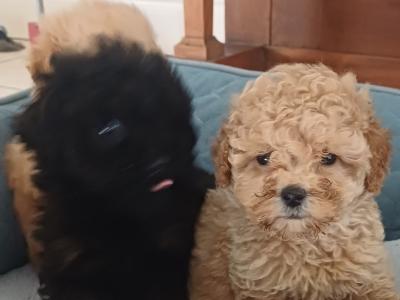 Toy Poodle puppies in Sligo