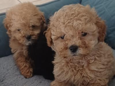 Toy Poodle puppies in Sligo