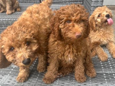 Gorgeous Cavapoo puppies in Meath