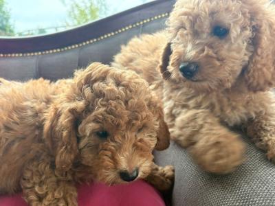 Gorgeous Cavapoo puppies in Meath