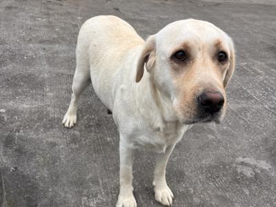 Goldador (Golden Retriever x Labrador) puppies in Kildare