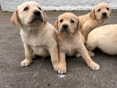 Goldador (Golden Retriever x Labrador) puppies in Kildare