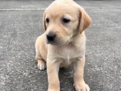 Goldador (Golden Retriever x Labrador) puppies in Kildare