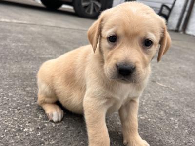 Goldador (Golden Retriever x Labrador) puppies in Kildare