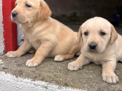 Goldador (Golden Retriever x Labrador) puppies in Kildare
