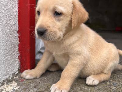 Goldador (Golden Retriever x Labrador) puppies in Kildare
