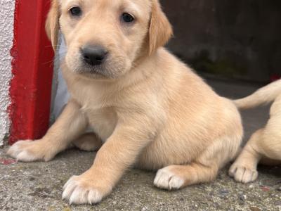 Goldador (Golden Retriever x Labrador) puppies in Kildare