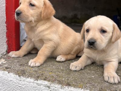 Goldador (Golden Retriever x Labrador) puppies in Kildare