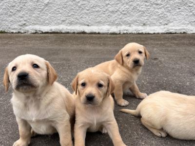 Goldador (Golden Retriever x Labrador) puppies in Kildare