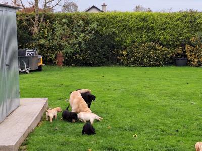 IKC Registered Labrador pups in Tipperary