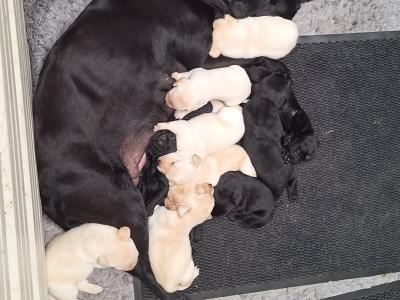 IKC Registered Labrador pups in Tipperary