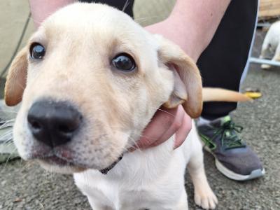 IKC Registered Labrador pups in Tipperary