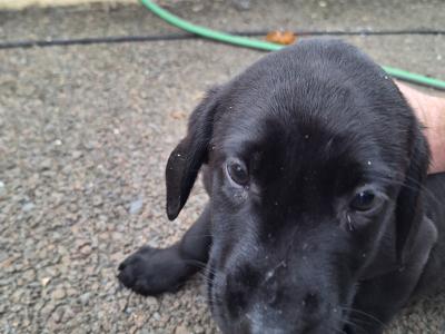 IKC Registered Labrador pups in Tipperary