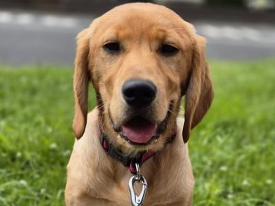 Female Lab x Cocker Spaniel pup in Monaghan