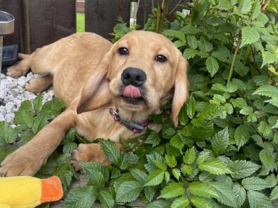 Female Lab x Cocker Spaniel pup in Monaghan