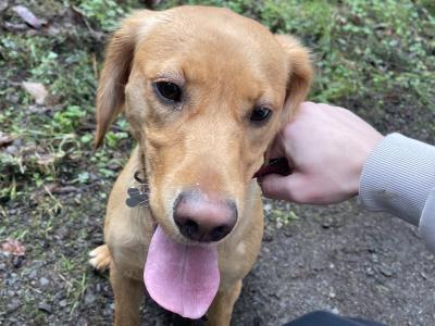Female Lab x Cocker Spaniel pup in Monaghan