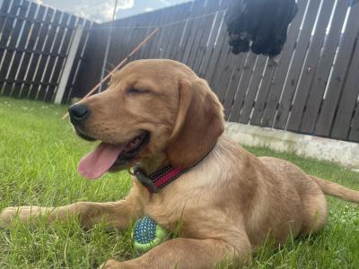 Female Lab x Cocker Spaniel pup in Monaghan