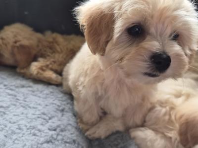 Poochon puppies in Clare