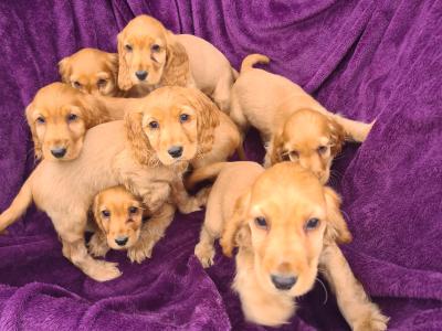 7 stunning Golden Cocker Spaniel puppies in Wexford