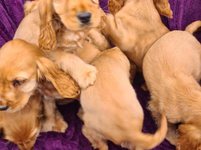 7 stunning Golden Cocker Spaniel puppies in Wexford