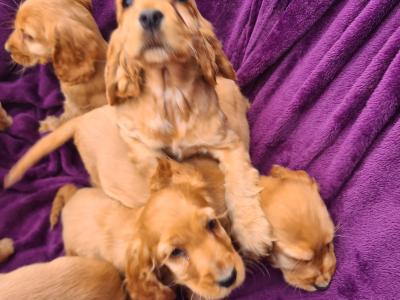 7 stunning Golden Cocker Spaniel puppies in Wexford