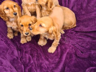 7 stunning Golden Cocker Spaniel puppies in Wexford
