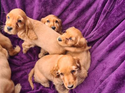 7 stunning Golden Cocker Spaniel puppies in Wexford
