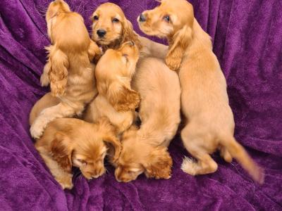 7 stunning Golden Cocker Spaniel puppies in Wexford