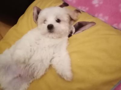 Beautiful 🌟 Cavachon / Bichon puppies in Meath 🐾🌟