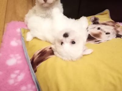 Beautiful 🌟 Cavachon / Bichon puppies in Meath 🐾🌟