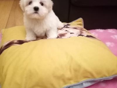 Beautiful 🌟 Cavachon / Bichon puppies in Meath 🐾🌟